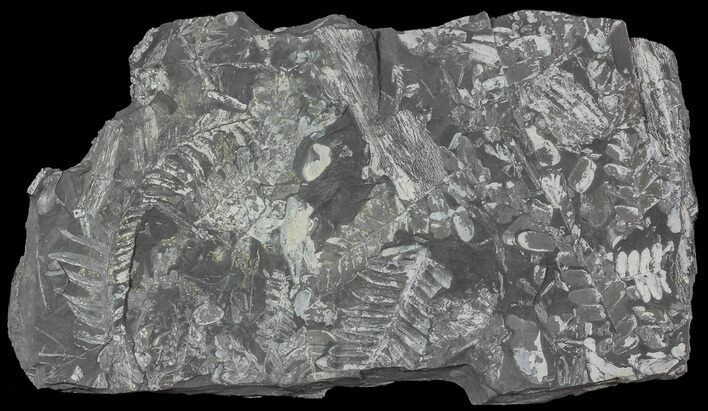 Wide Fossil Seed Fern Plate - Pennsylvania #65897